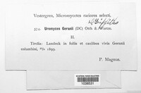 Uromyces geranii image